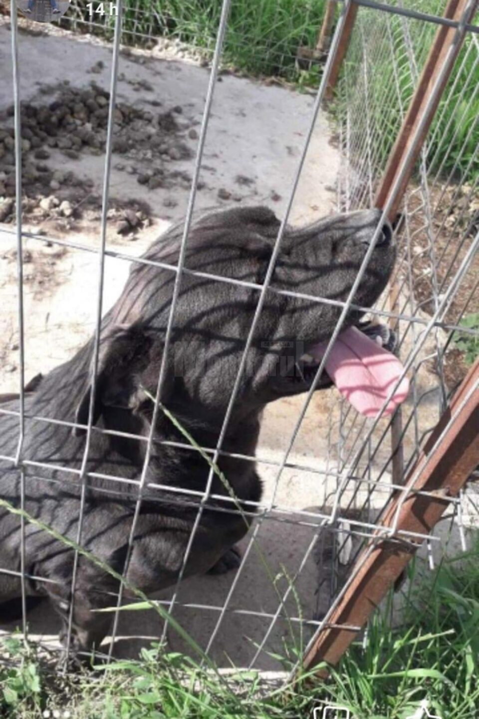 Câinele agresiv, care era un metis Cane Corso, a fost eutanasiat de specialiști în urma atacului asupra bărbatului