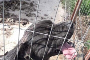 Câinele agresiv, care era un metis Cane Corso, a fost eutanasiat de specialiști în urma atacului asupra bărbatului
