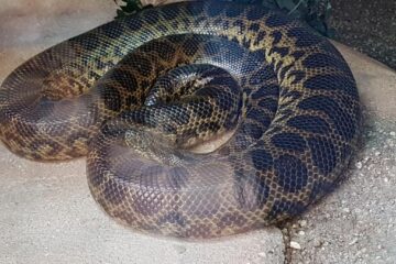 Muscatura de vipera poate fi fatala