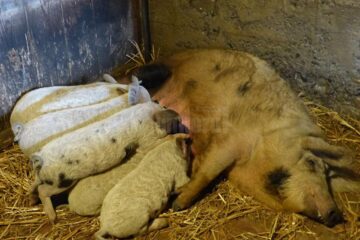 Porcul de Mangalița are o carne de calitate superioară, cu conținut redus de colesterol Porcul de Mangalița are o carne de calitate superioară, cu conținut redus de colesterol