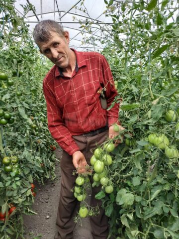 Vasile Mătrășoaia și unul din cele 32 de soiuri de roșii