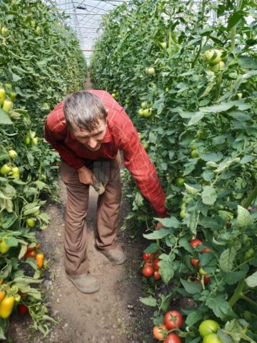 Roșiile negre, „vedetele” din ferma legumicultorului Mătrășoaia