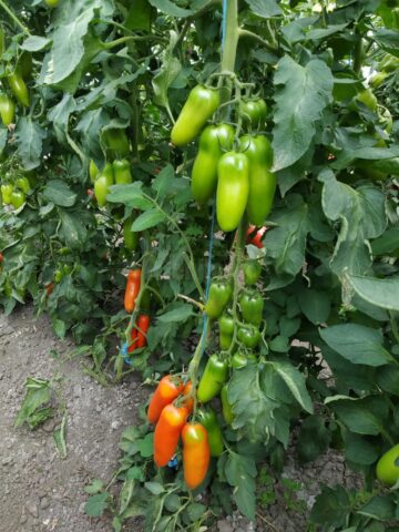 Roșiile negre, „vedetele” din ferma legumicultorului Mătrășoaia