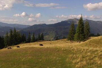 Telescaun Borșa