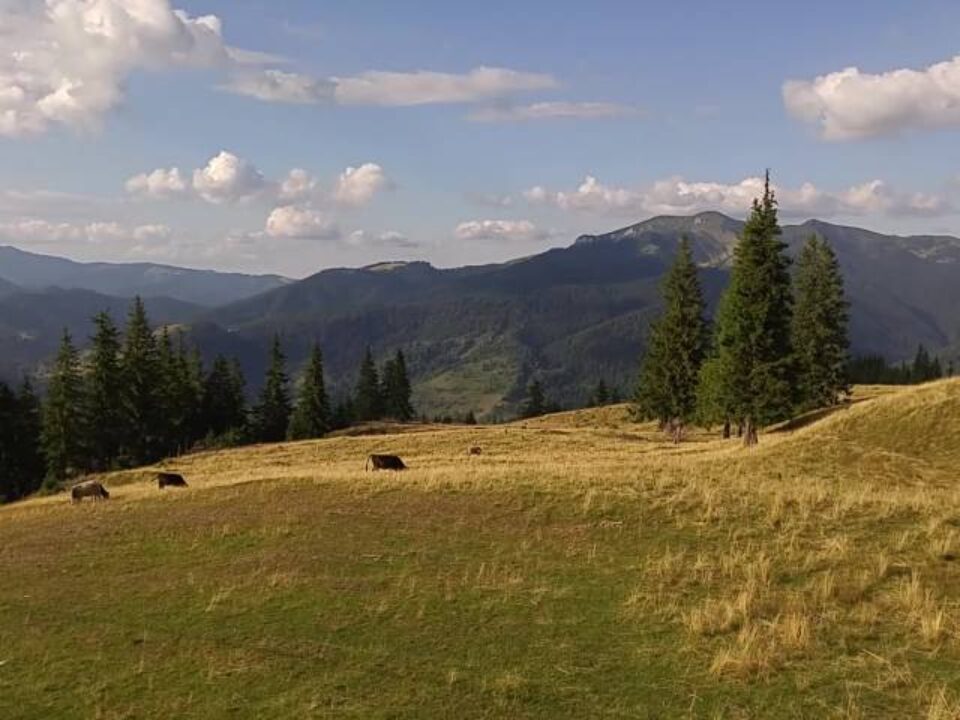 Telescaun Borșa