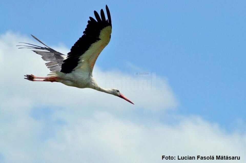 Numărătoarea berzelor albe din România s-a încheiat, în total fiind introduse 3.206 cuiburi