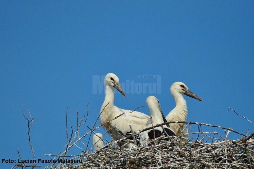 Topul județelor cu cuiburi de berze, dominat de Suceava