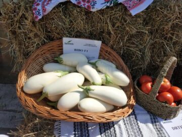 Legumicultorul Vasile Mătrășoaie, premiat de una dintre cele mai mari companii de semințe din lume