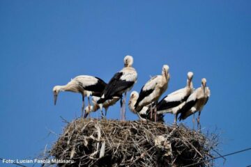 Record național absolut - șapte pui de barză într-un singur cuib, în județul Suceava, la Horodnicul de Sus