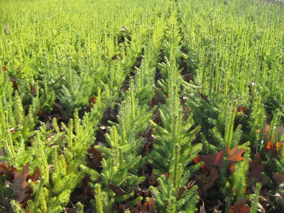 Nouă milioane de puieți forestieri, produși în pepinierele Direcției Silvice Suceava