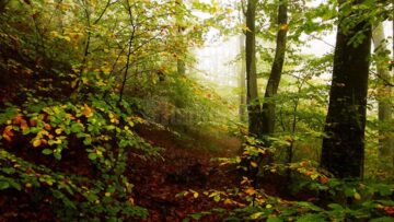Împăduriri și lucrări de regenerare a peste 11.000 de hectare din fondul forestier, efectuate de silvicultorii suceveni