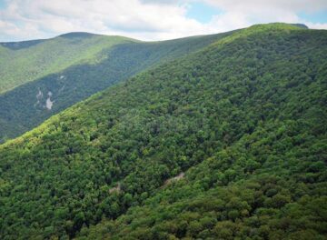 Suprafața fondului forestier național, mai mare cu 38.500 de hectare