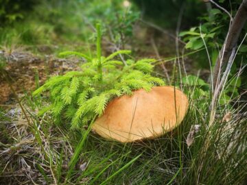 Împăduriri și lucrări de regenerare a peste 11.000 de hectare din fondul forestier, efectuate de silvicultorii suceveni