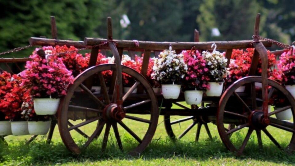 Carul fermecat Carul fermecat