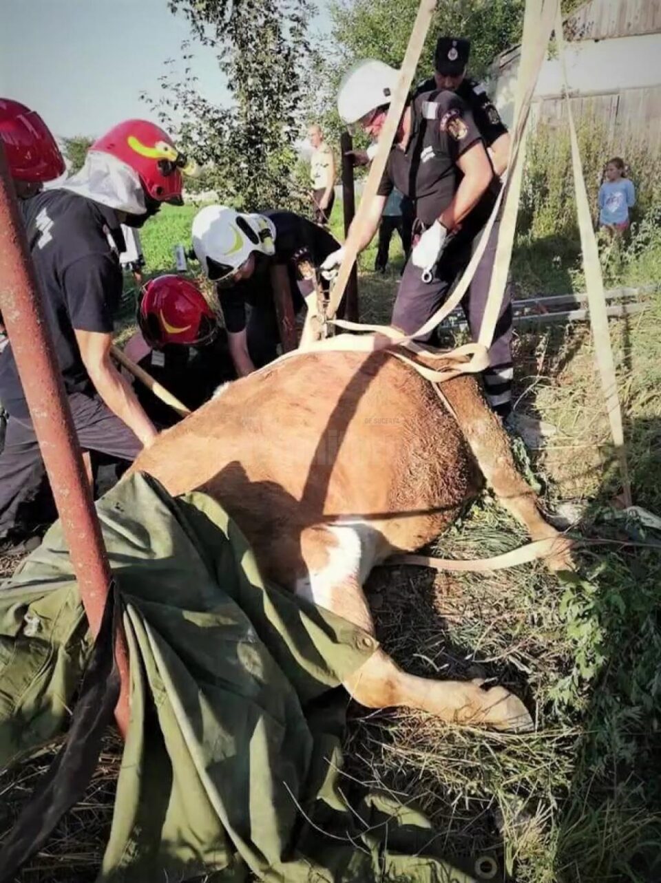 Pompierii au scos dintr-un canal o vacă de 350 de kilograme