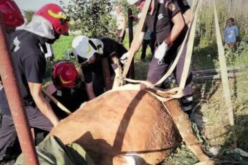 Pompierii au scos dintr-un canal o vacă de 350 de kilograme