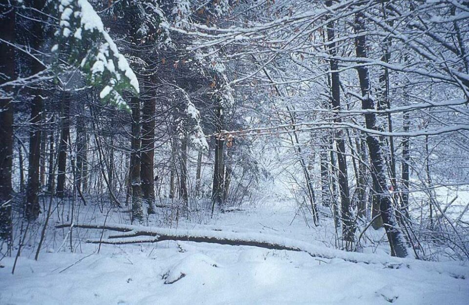 „Ninge în toată țara”