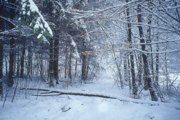„Ninge în toată țara”