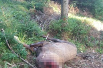 Un cerb de câteva sute de kilograme, decapitat de braconieri pentru trofeu