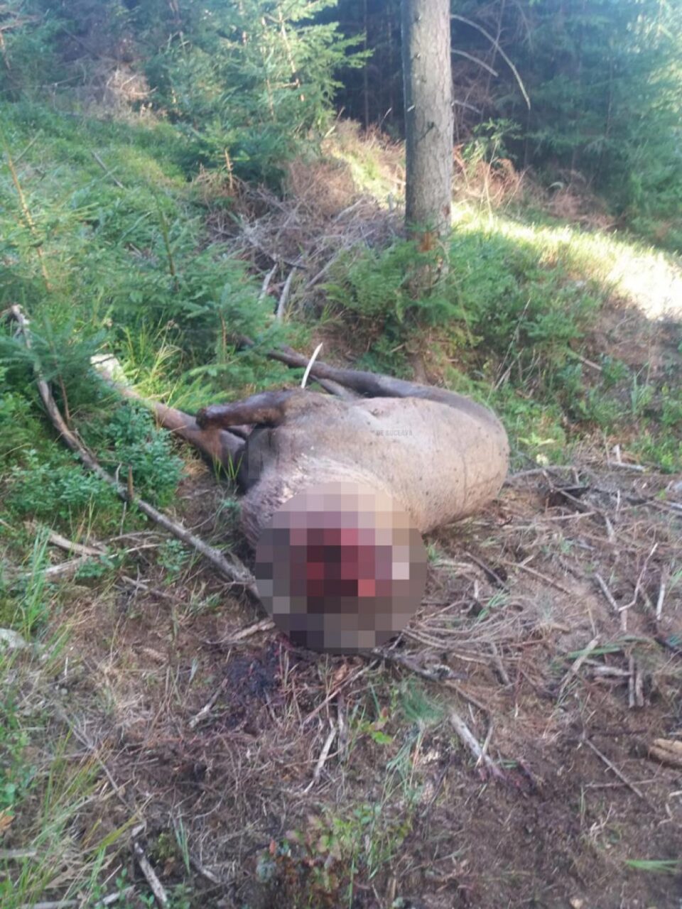 Un cerb de câteva sute de kilograme, decapitat de braconieri pentru trofeu
