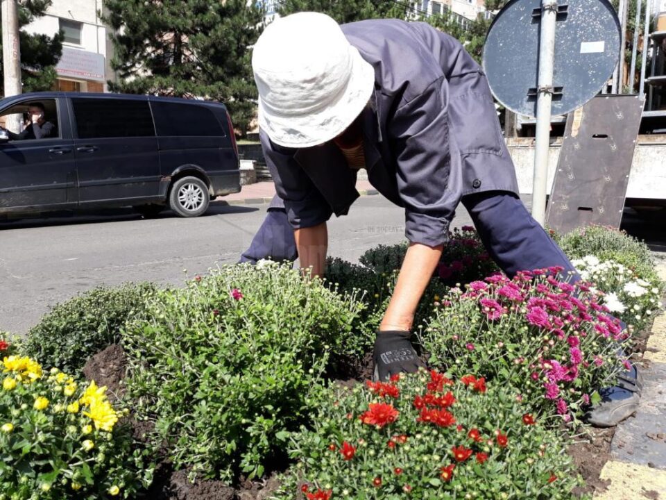 Plantarea crizantemelor, pentru înfrumusețarea Sucevei în toamnă, a început de la intrarea dinspre Fălticeni 2