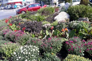 Plantarea crizantemelor, pentru înfrumusețarea Sucevei în toamnă, a început de la intrarea dinspre Fălticeni