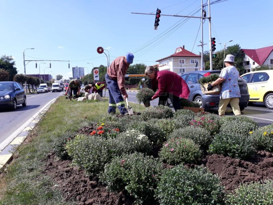 Plantarea crizantemelor, pentru înfrumusețarea Sucevei în toamnă, a început de la intrarea dinspre Fălticeni