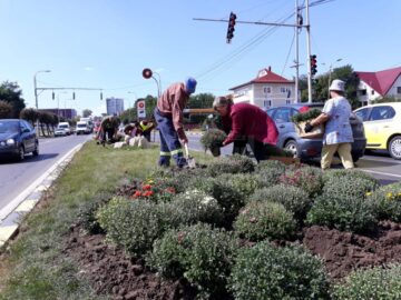 Plantarea crizantemelor, pentru înfrumusețarea Sucevei în toamnă, a început de la intrarea dinspre Fălticeni