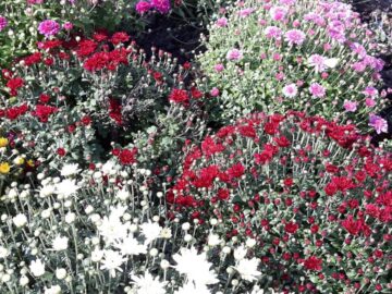 5.000 de buchete de crizanteme vor înfrumuseța străzile Sucevei în această toamnă