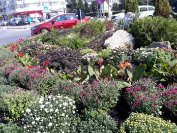 5.000 de buchete de crizanteme vor înfrumuseța străzile Sucevei în această toamnă