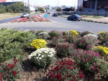 5.000 de buchete de crizanteme vor înfrumuseța străzile Sucevei în această toamnă