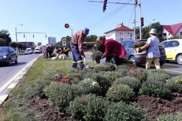Plantarea crizantemelor, pentru înfrumusețarea Sucevei în toamnă, a început de la intrarea dinspre Fălticeni