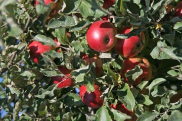 Trei tineri au fost surprinși într-o livadă în timp ce furau mere