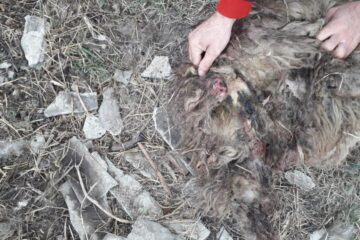 Atacurile au fost foarte violente Atacurile au fost foarte violente