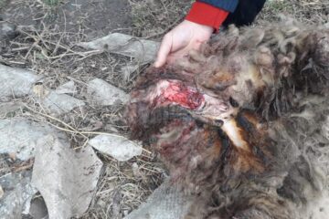 Atacurile au fost foarte violente