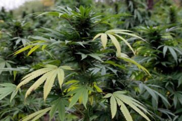 Cei doi au fost „vizitați” de polițiștii de la Serviciul Antidrog când ajunseseră cu plantele de canabis la maturitate