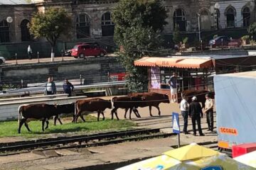 „Vacile maidaneze” au ajuns și în zona centrală a municipiului Vatra Dornei