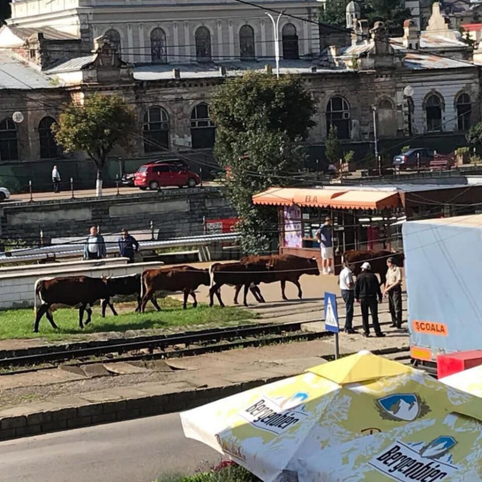 „Vacile maidaneze” au ajuns și în zona centrală a municipiului Vatra Dornei