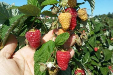 Soiuri productive și foarte gustoase de zmeur, produse la prima pepinieră locală certificată - Pepiniera Moara