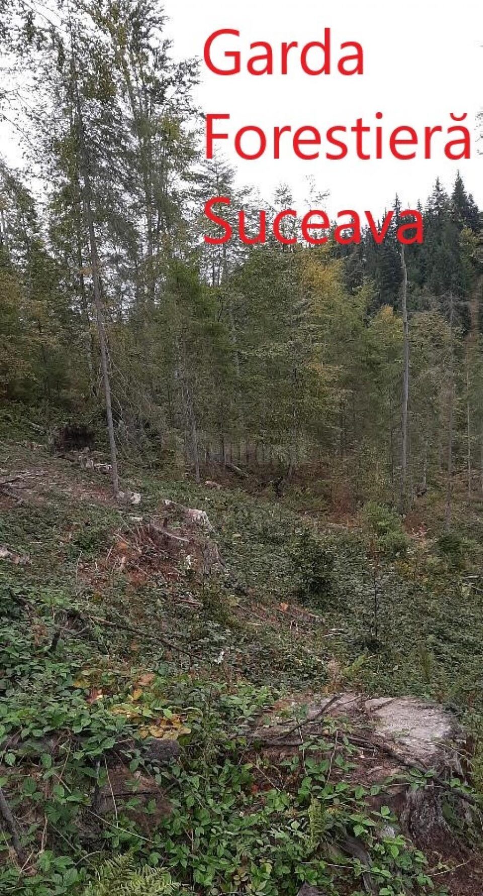 Taierile ilegale depistate intr-o padure privata 2