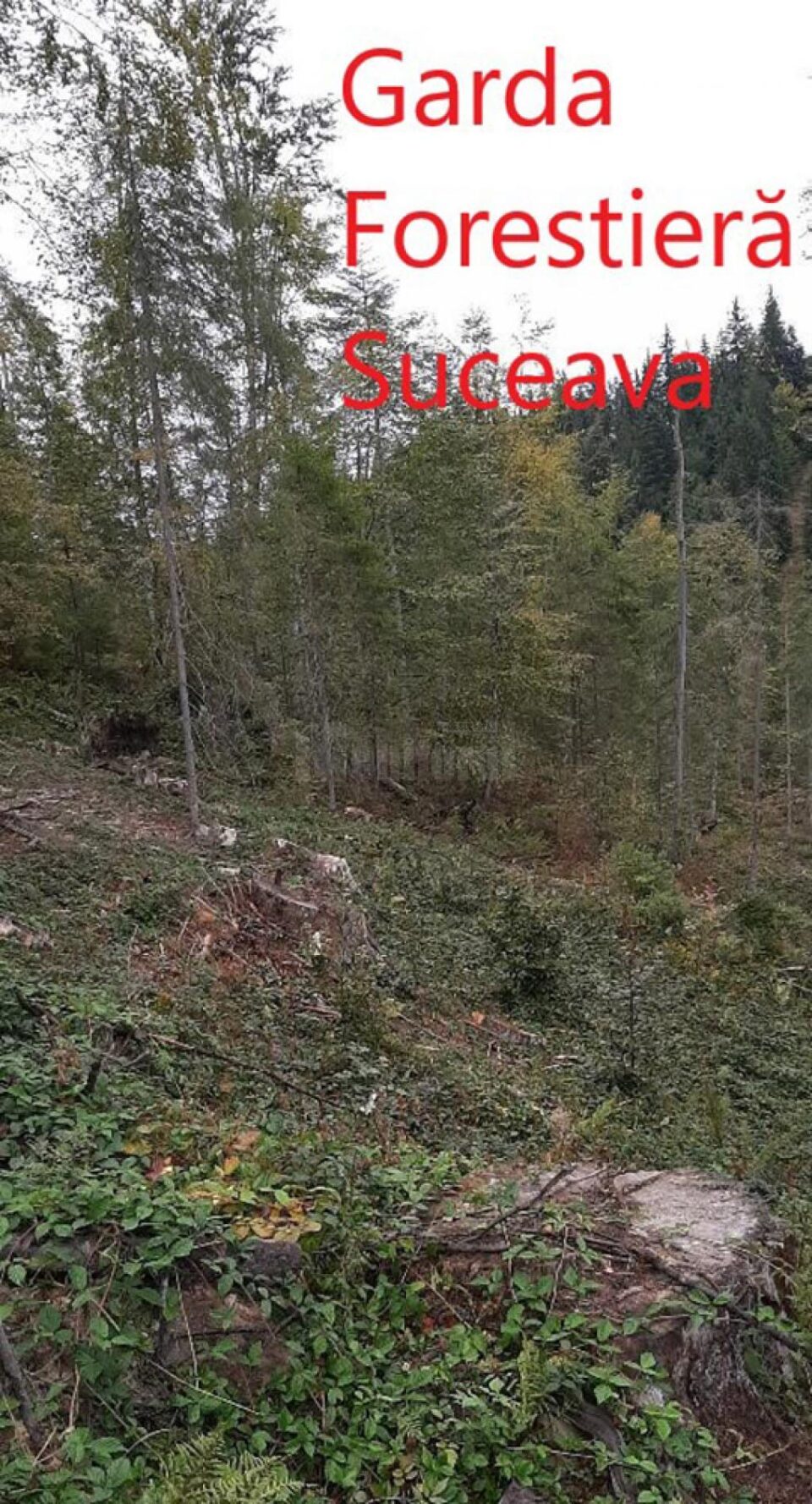 Tăieri ilegale dintr-o pădure privată, administrată de un ocol silvic privat