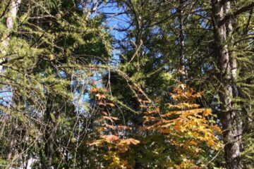 Invitație deschisă pentru participarea la verificările în teren ale fondului forestier de stat, în această toamnă