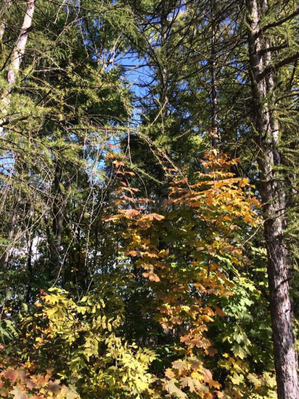 Invitație deschisă pentru participarea la verificările în teren ale fondului forestier de stat, în această toamnă