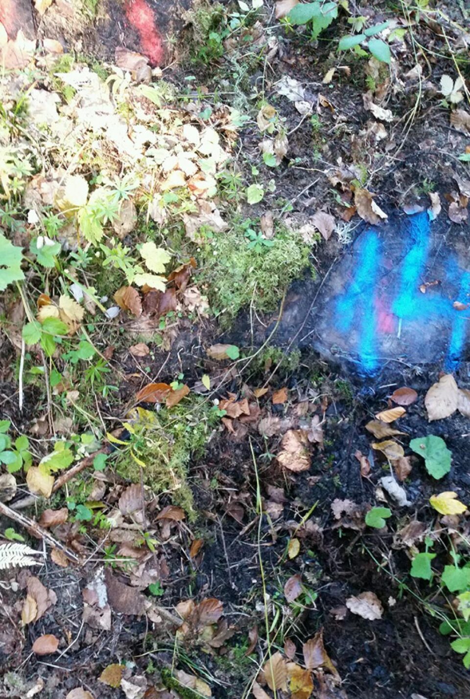 Tăieri ilegale de arbori, depistate într-o pădure din comuna Moldovița