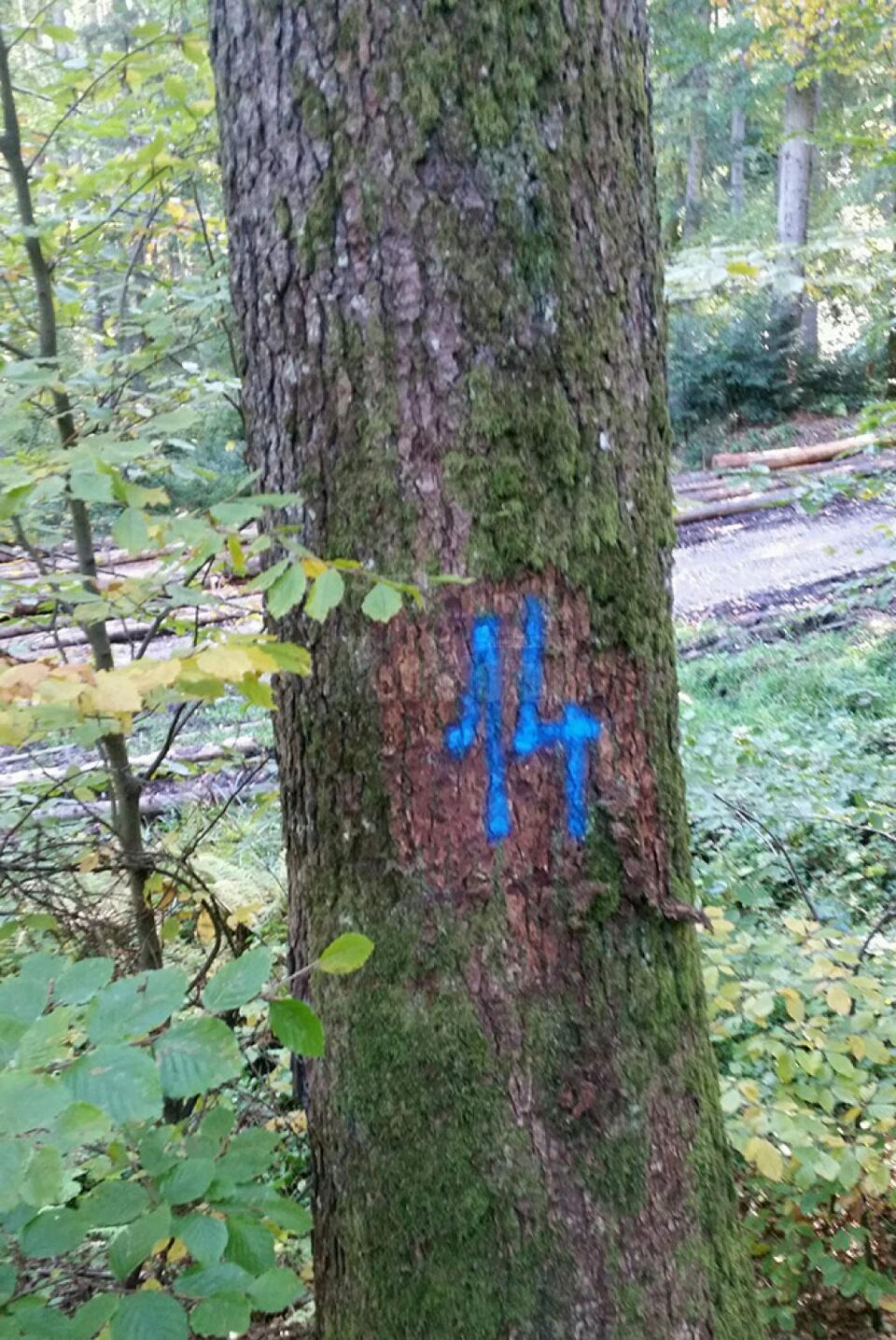 Tăieri ilegale de arbori, depistate într-o pădure din comuna Moldovița