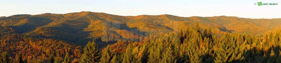 Organizațiile de mediu și persoanele interesate de tăierile neautorizate, invitate să participe la verificările în teren la fondul forestier