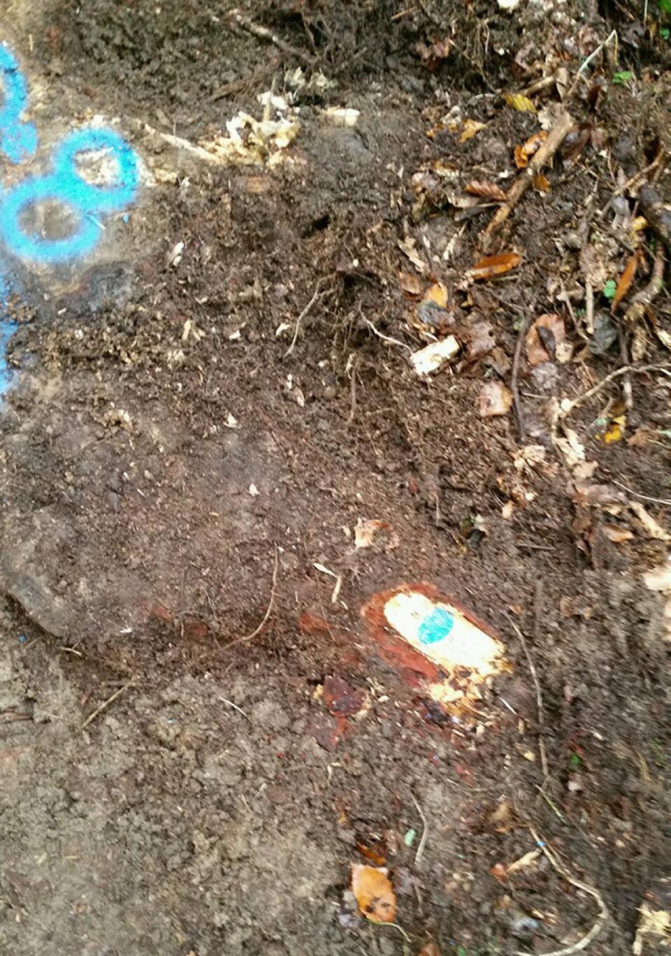 Tăieri ilegale de arbori, depistate într-o pădure din comuna Moldovița