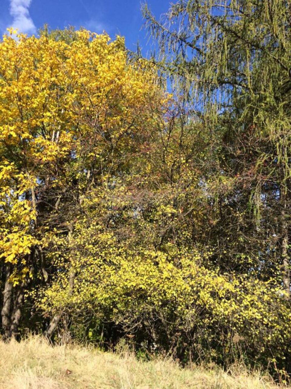 Organizațiile de mediu și persoanele interesate de tăierile neautorizate, invitate să participe la verificările în teren la fondul forestier