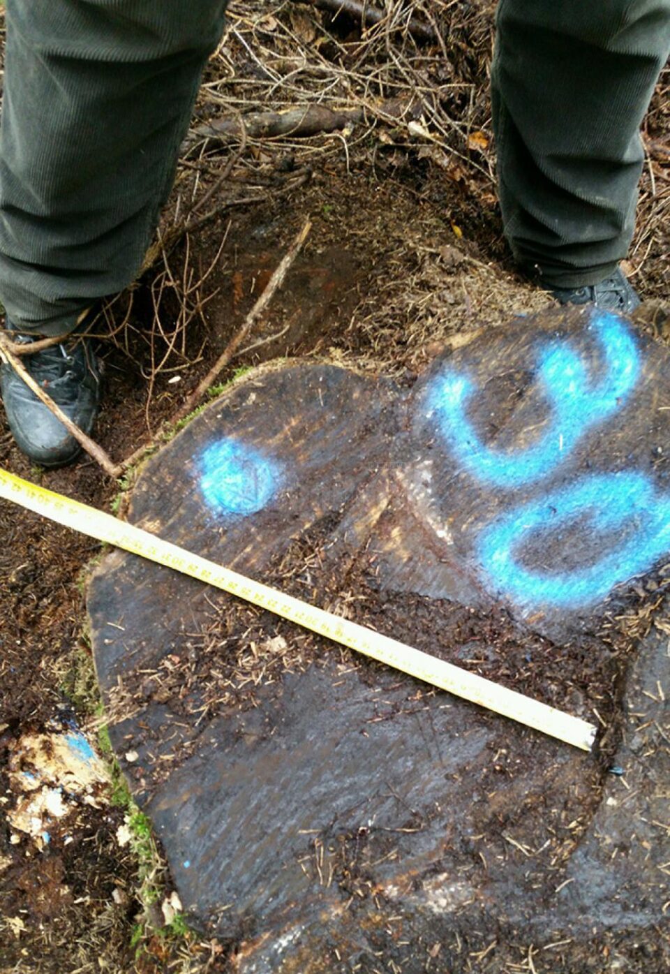 Tăieri ilegale de arbori, depistate într-o pădure din comuna Moldovița