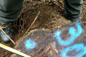 Tăieri ilegale de arbori, depistate într-o pădure din comuna Moldovița